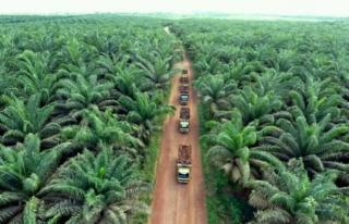 2000 hektar lahan Riau dikuasai perusahaan imbas dari Mamun murod tak bisa maksimalkan pengawasan